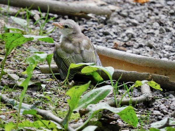 A juvenile Red-eyed Vireo in Washington Co., Maryland (7/4/2023). © smuller, some rights reserved (CC BY-NC). Maryland Biodiversity Project